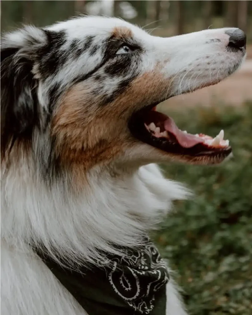 australian shepherd blue