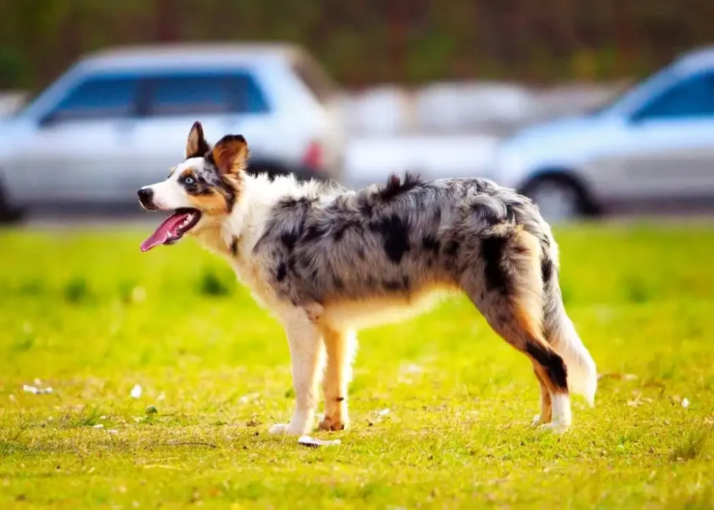 australian shepherd temperament
