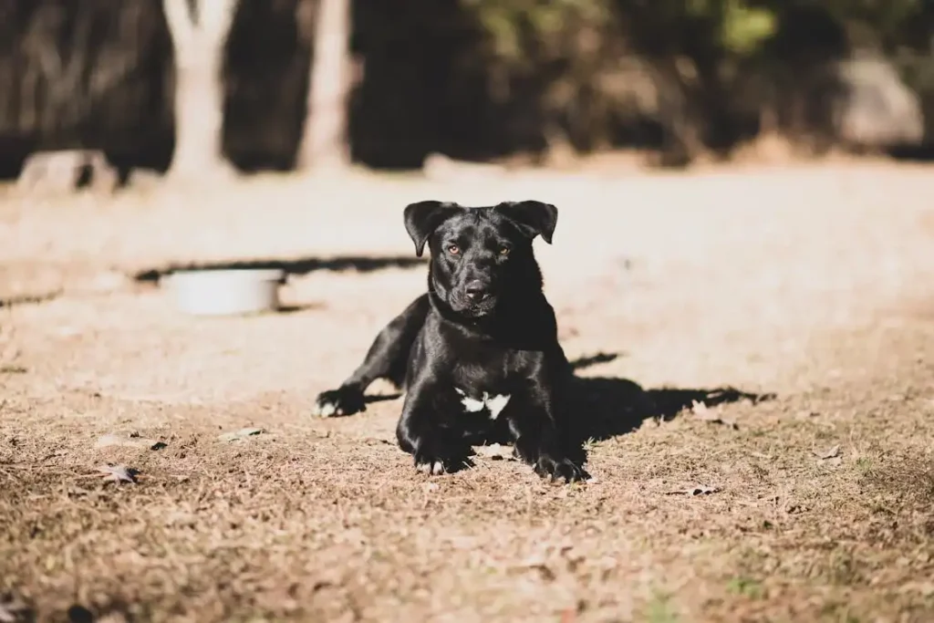 black labrador puppy price