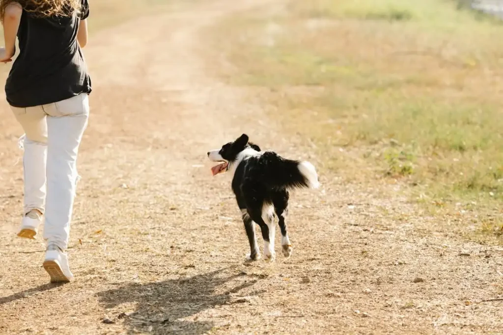 border collie lifespan
