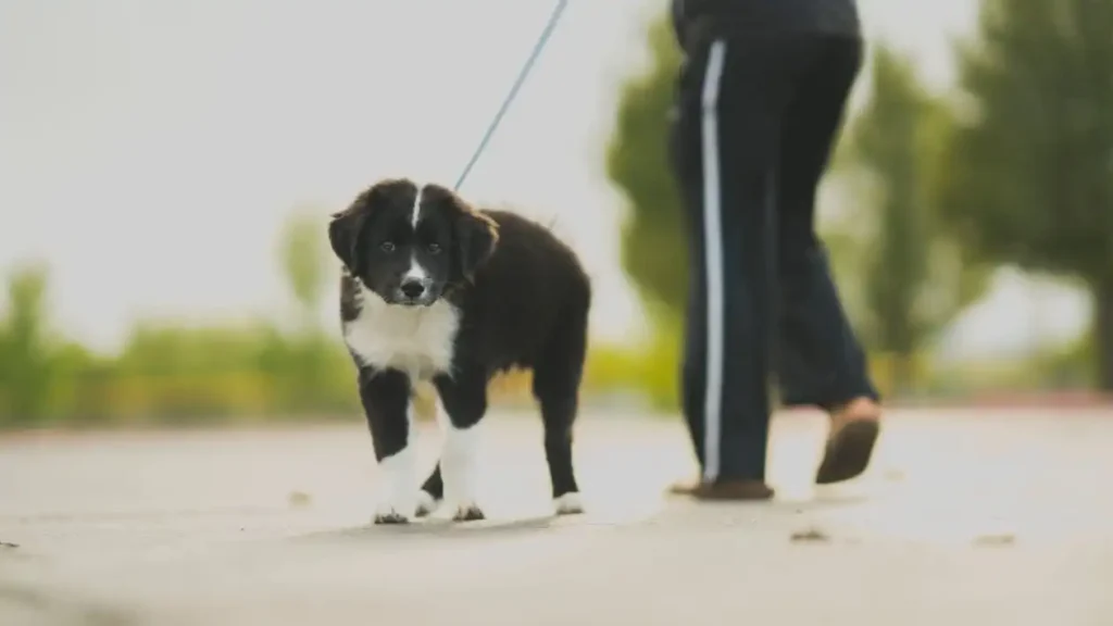 border collie puppy