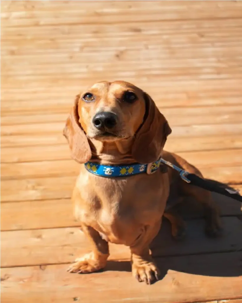 dachshund breed