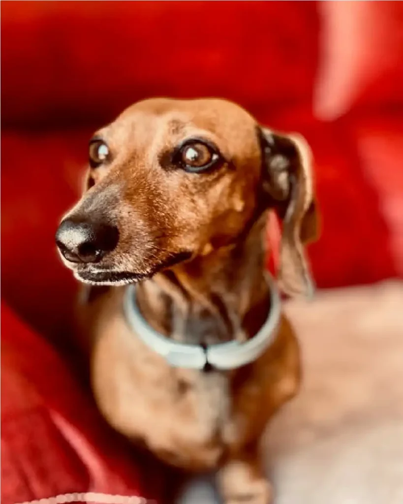 dachshund temperament
