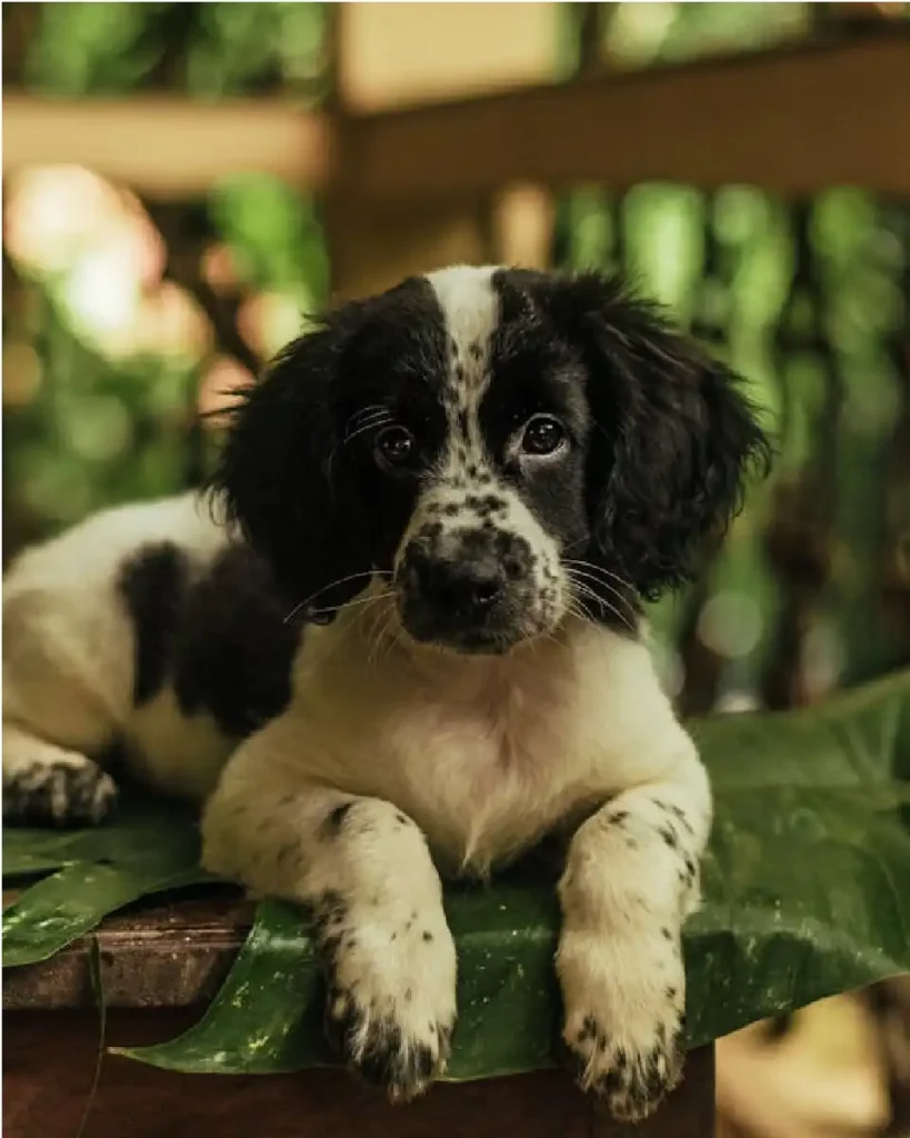 english cocker spaniel puppies