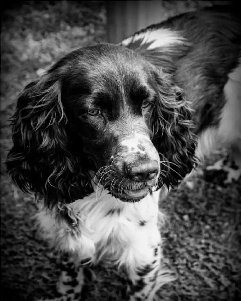 english springer spaniel black