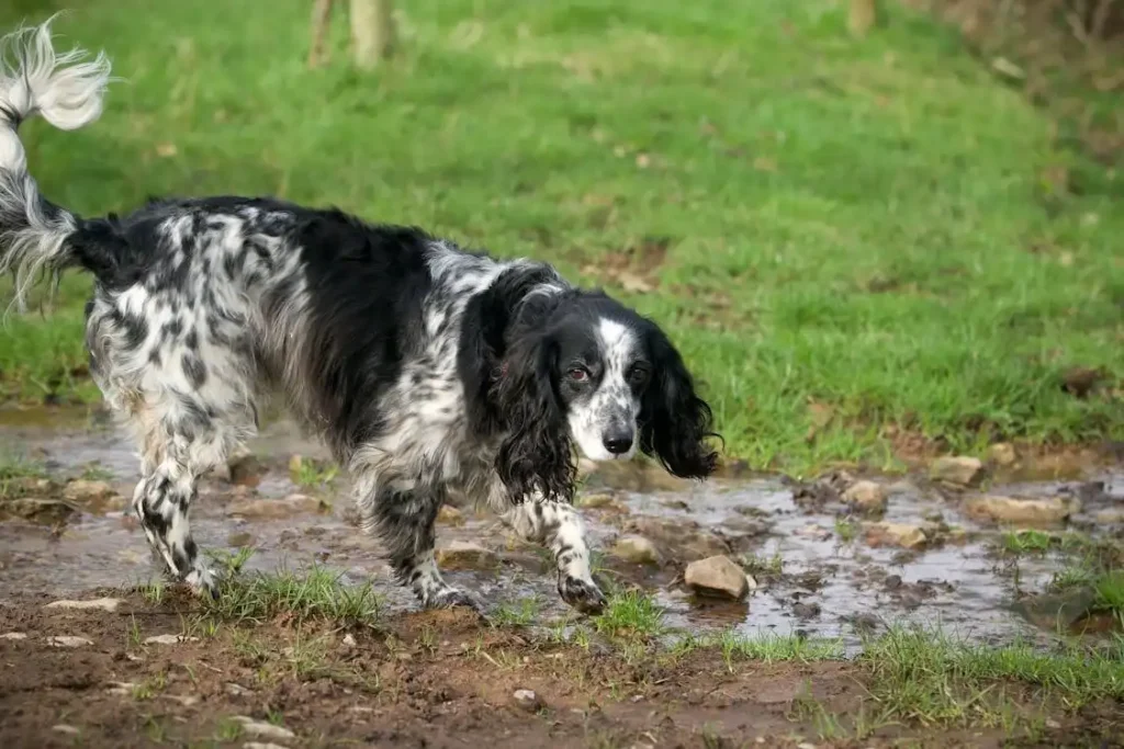 english springer spaniel black and white