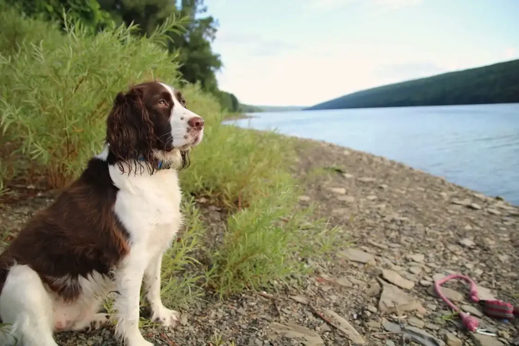 english springer spaniel hunting