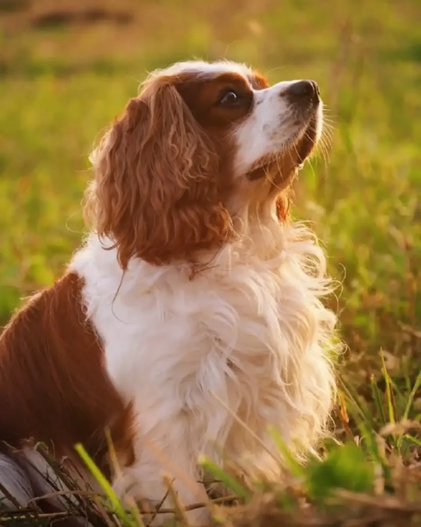 english springer spaniel puppies