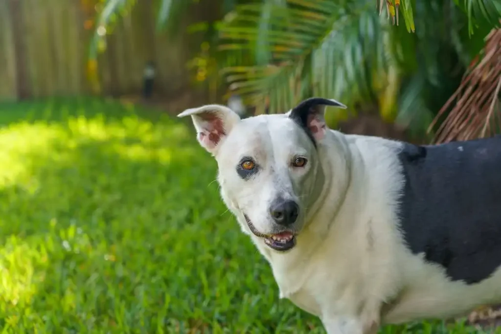 feist dog black and white