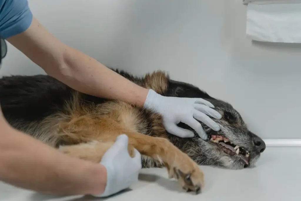 how many teeth do dogs lose