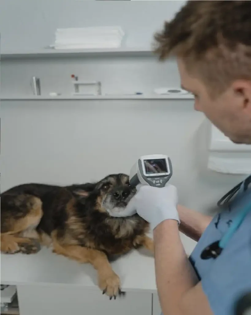 how many teeth do baby dog have