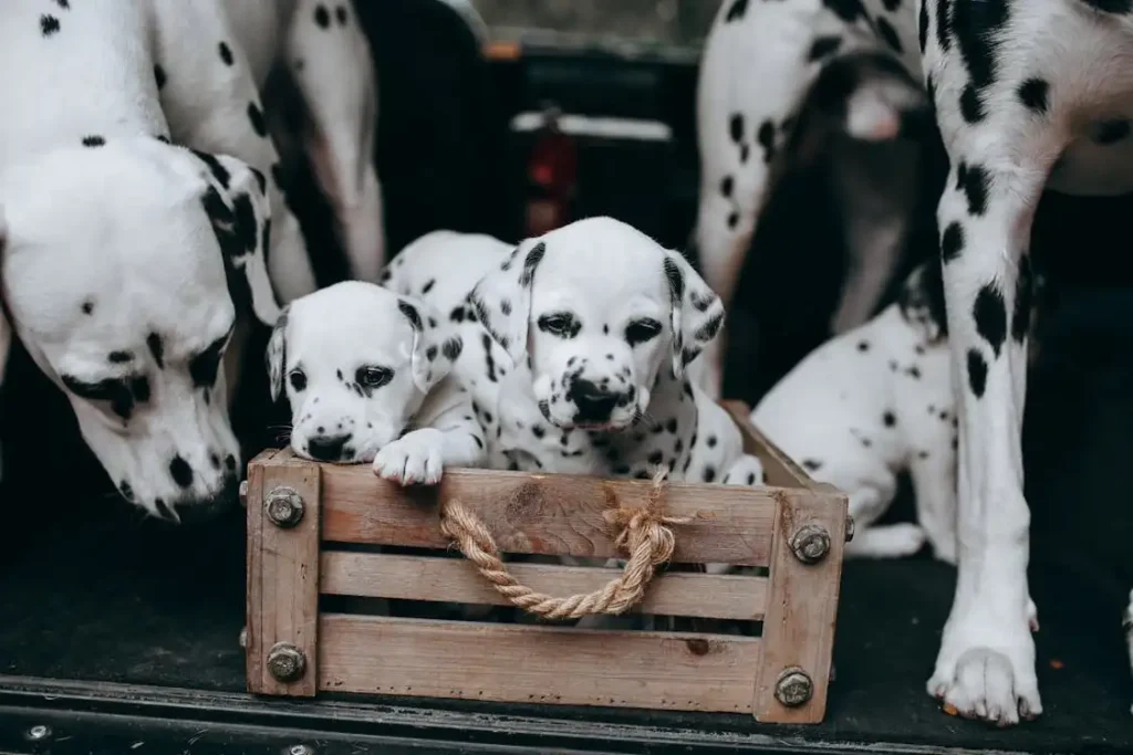 puppy crate training at night