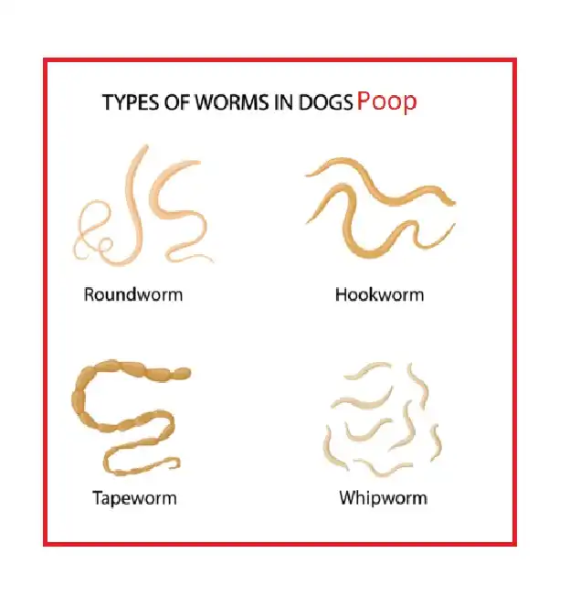 roundworms in dog poop