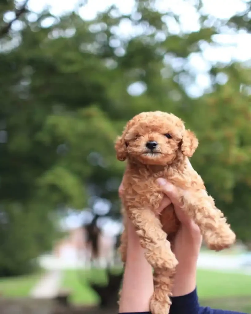 toy poodle price in USA