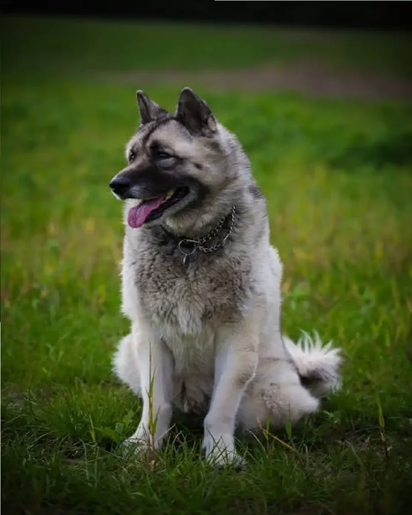 viking boat burial dog name