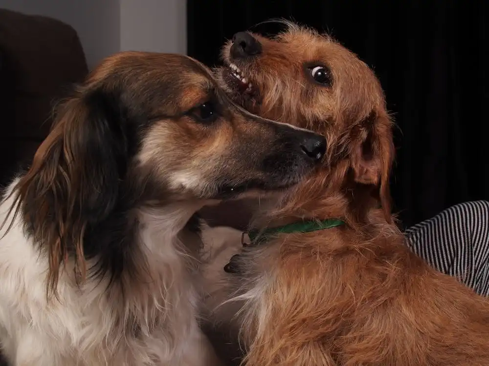 dog coughing reasons