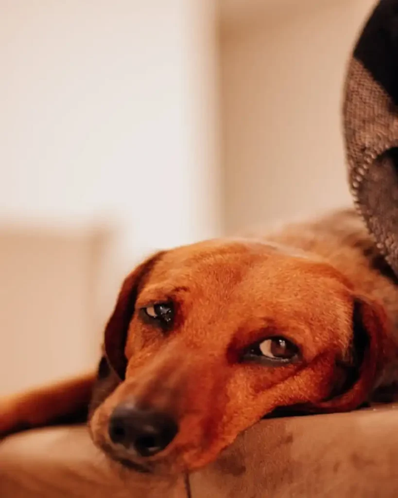 dog throwing up yellow bile in morning