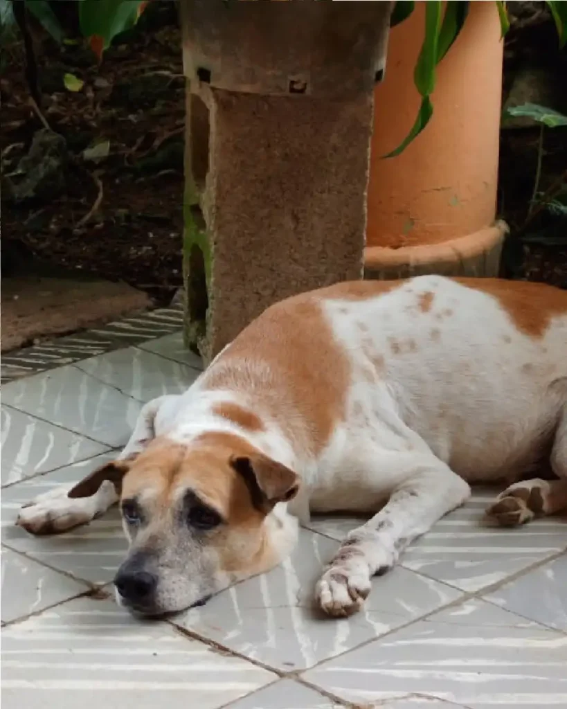 dog vomiting yellow bile not eating what to do