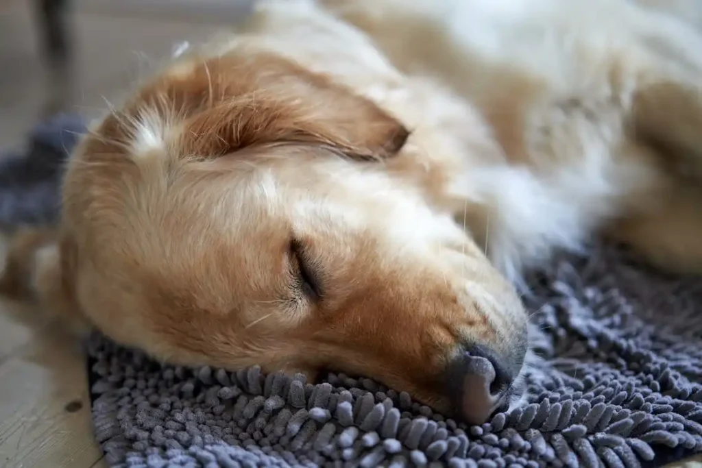 dog yellow foamy vomit