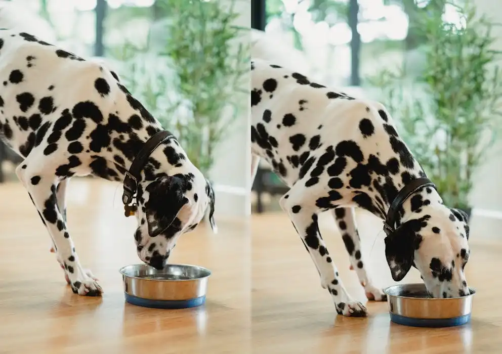 spot and tango unkibble