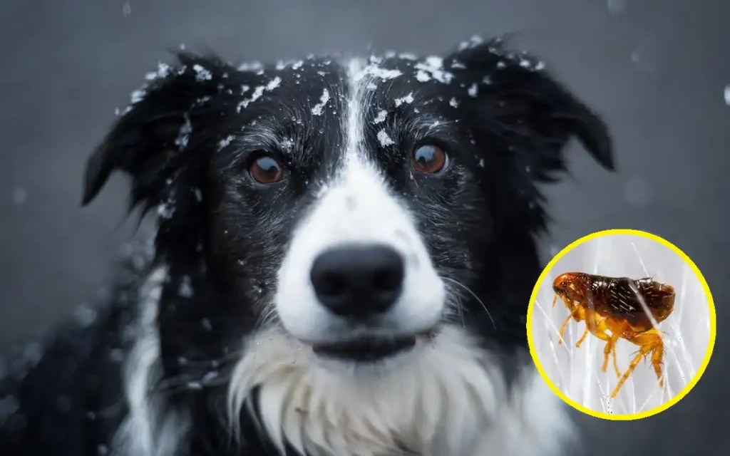 how to get rid of fleas