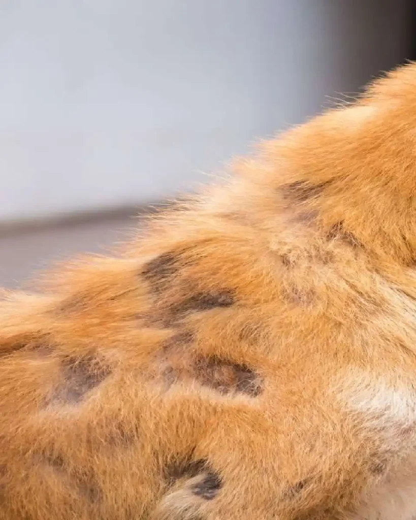 mange in dogs treatment