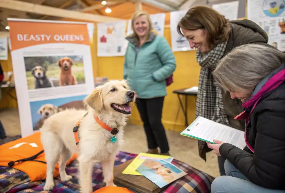 beasty queens acc shelter dog adoption