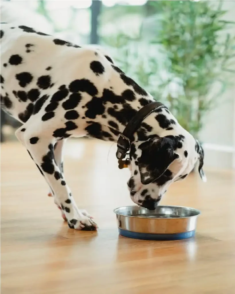 Science Diet Dog Food 7