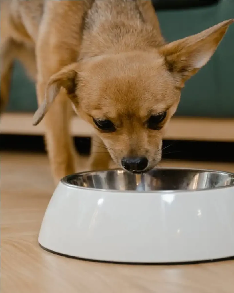 Science diet dog food price