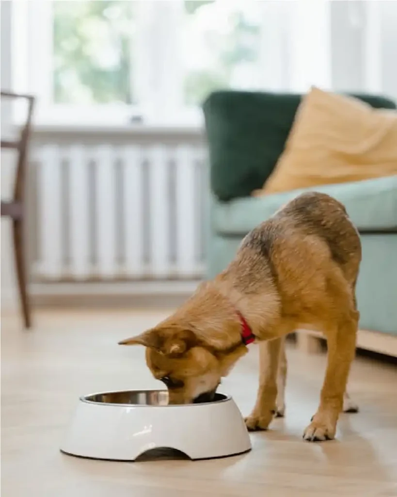 Small Science Diet Dog Food