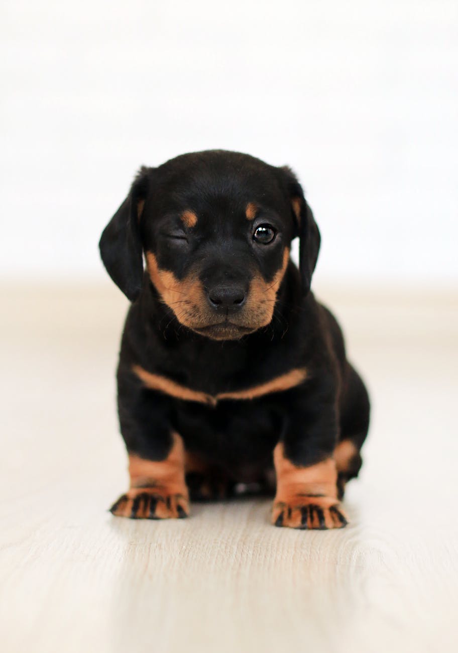 winking black and brown puppy