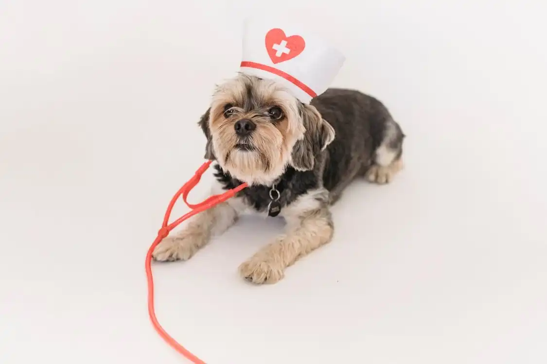 1800petmeds 12 Amazing 2025 Benefits: Trusted Pet Health Solutions You Need