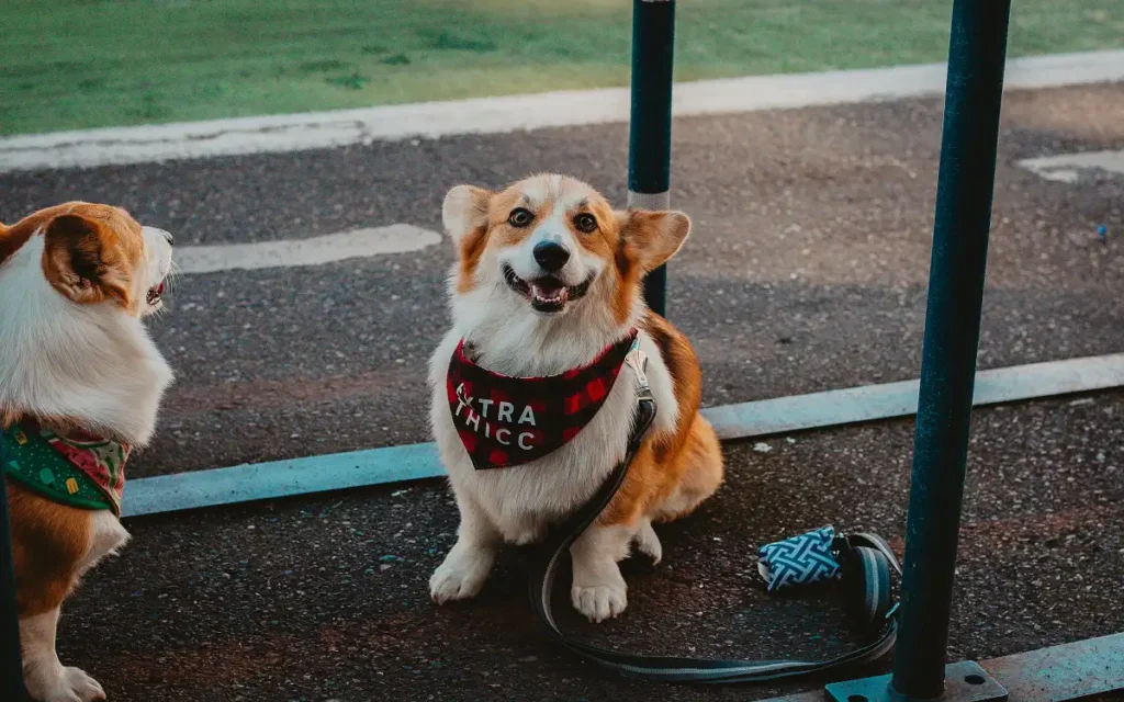 Dog Canine