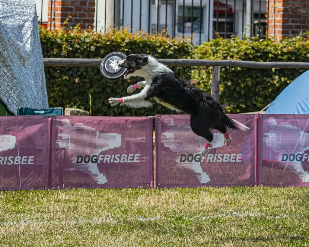 Dog Canine