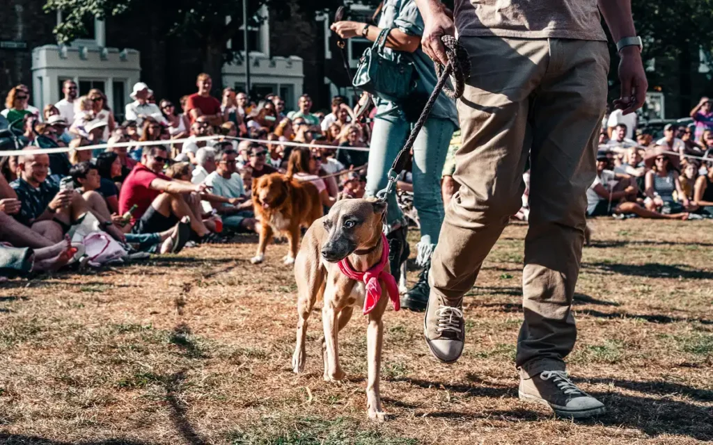 Dog Canine