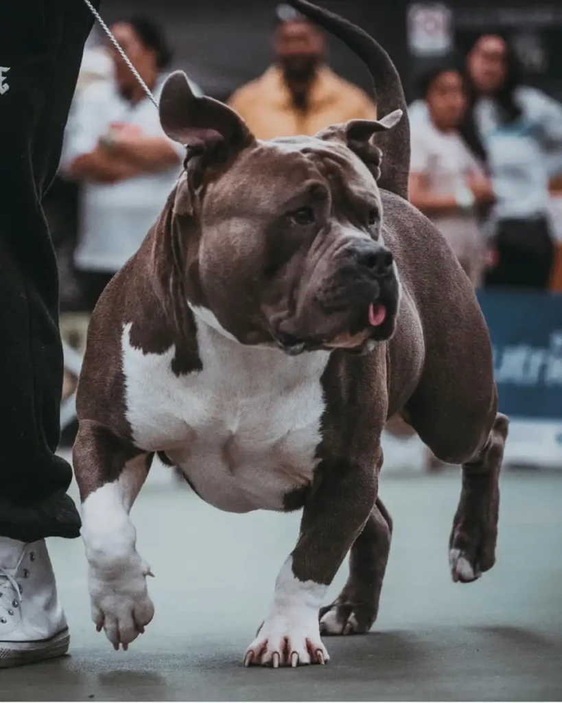 Dog Canine