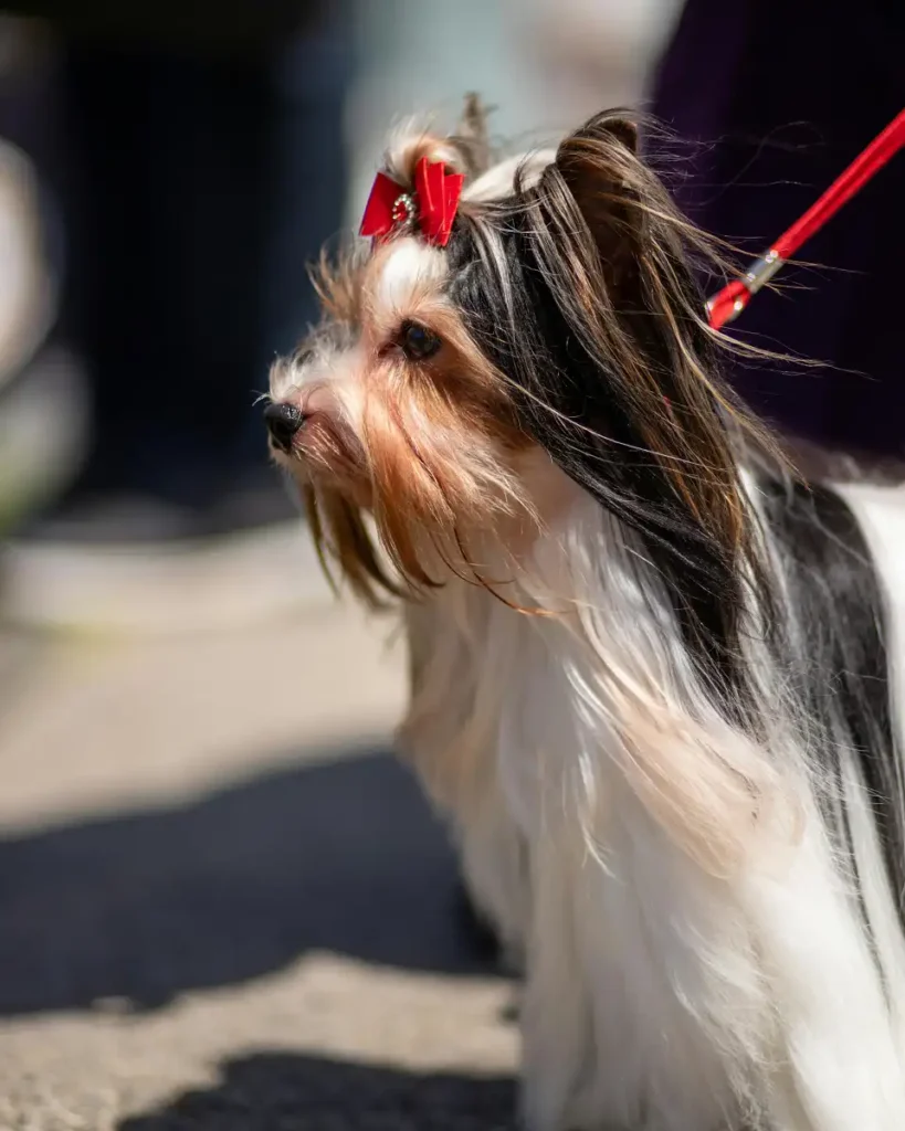 Dog Canine