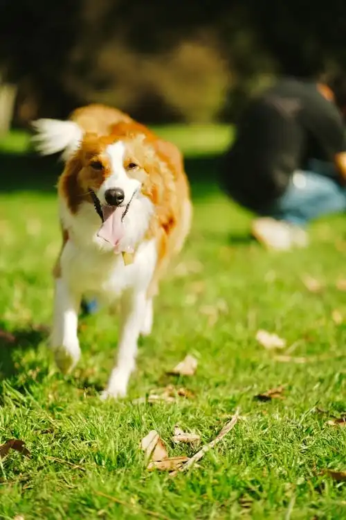 america's got talent dog act 2025