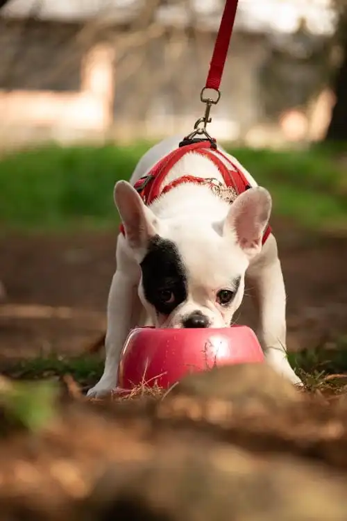 america's got talent dogs