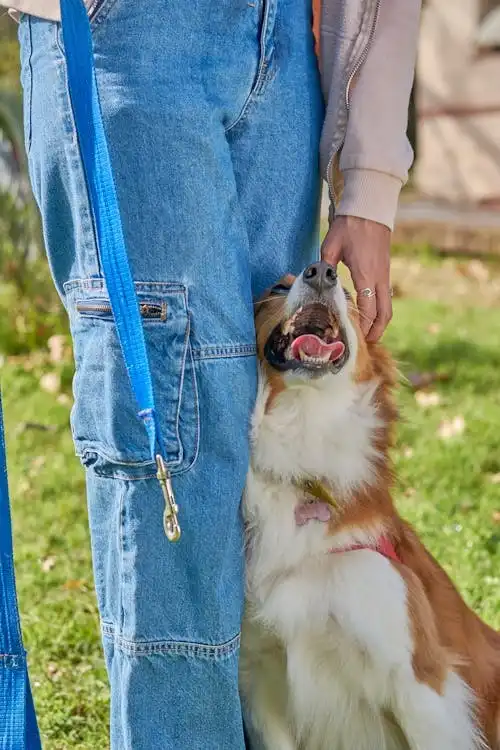 dancing dog