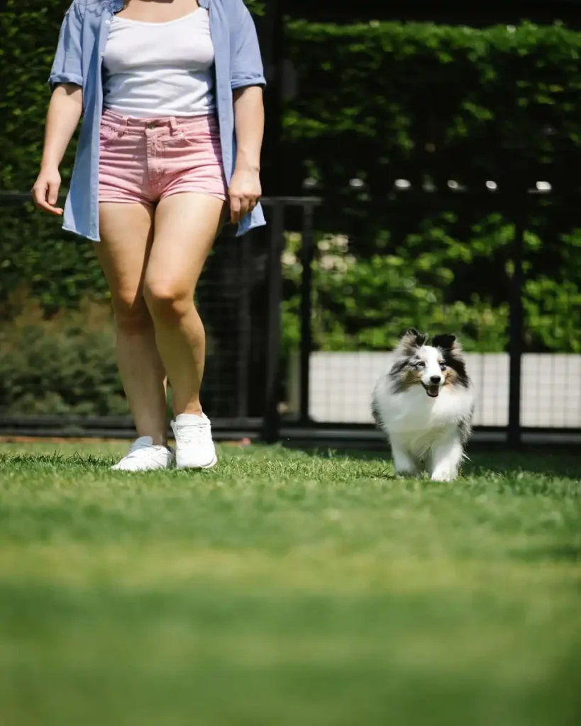 dog agility training at home