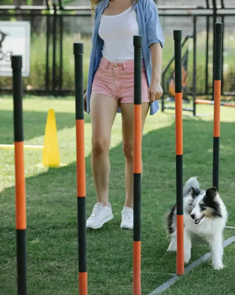 dog agility training for beginners
