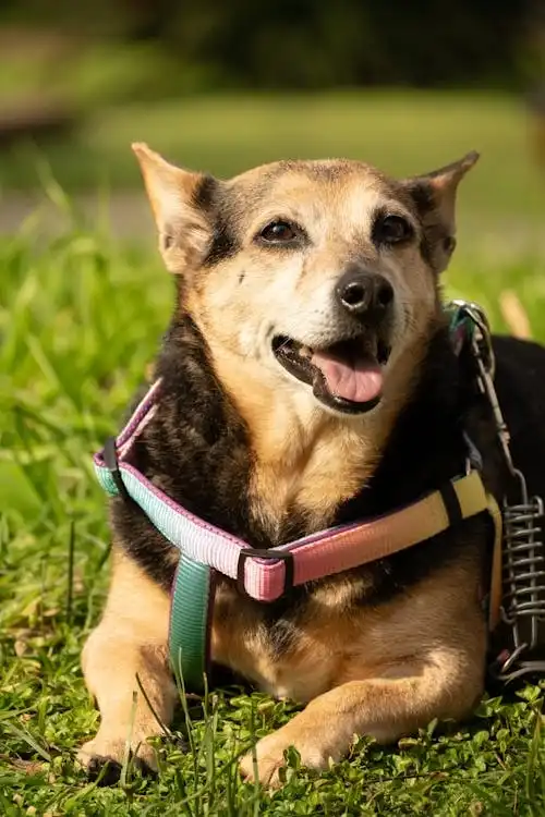 dog talent show near me