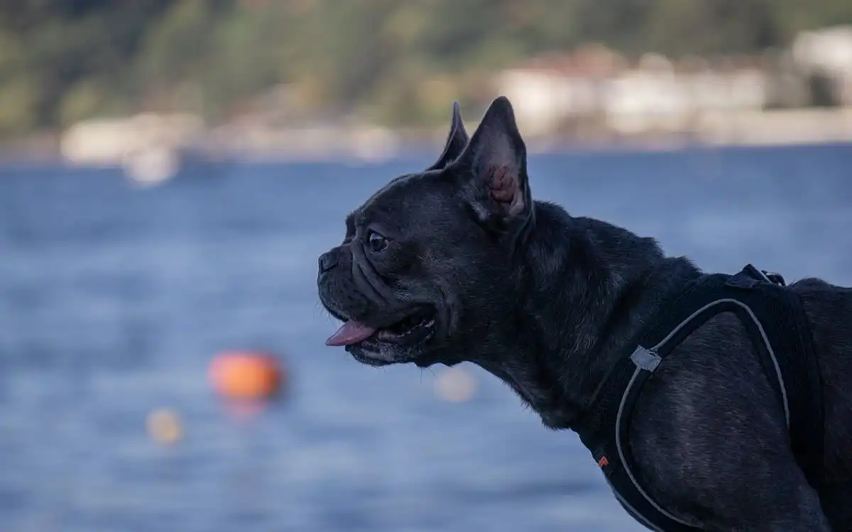 Dog Water Dog 2025: 7 Proven Tips for Safe, Fun, and Successful Aquatic Training | Talent Dogs