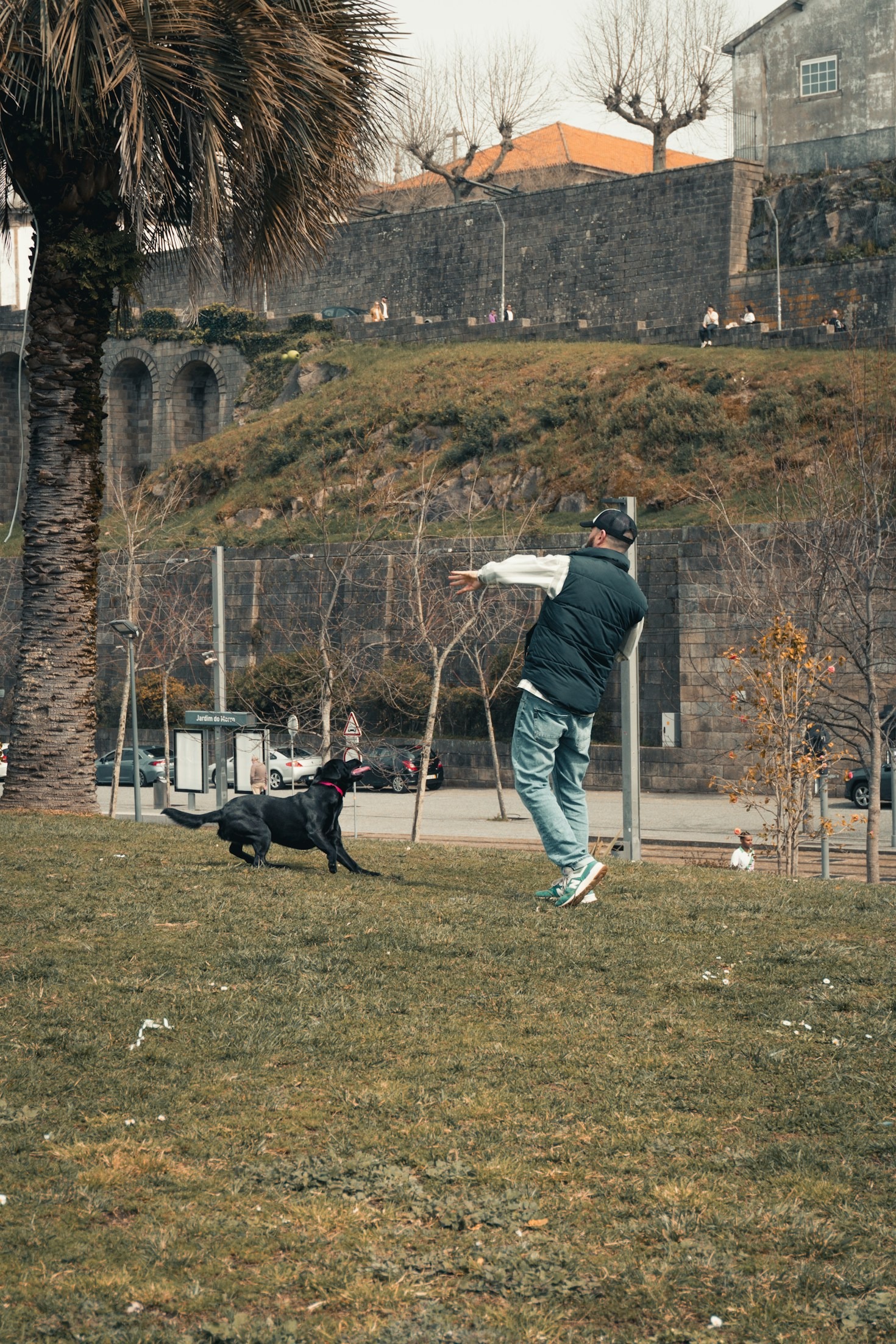 Top Dogs Training Techniques for Talented Dogs
