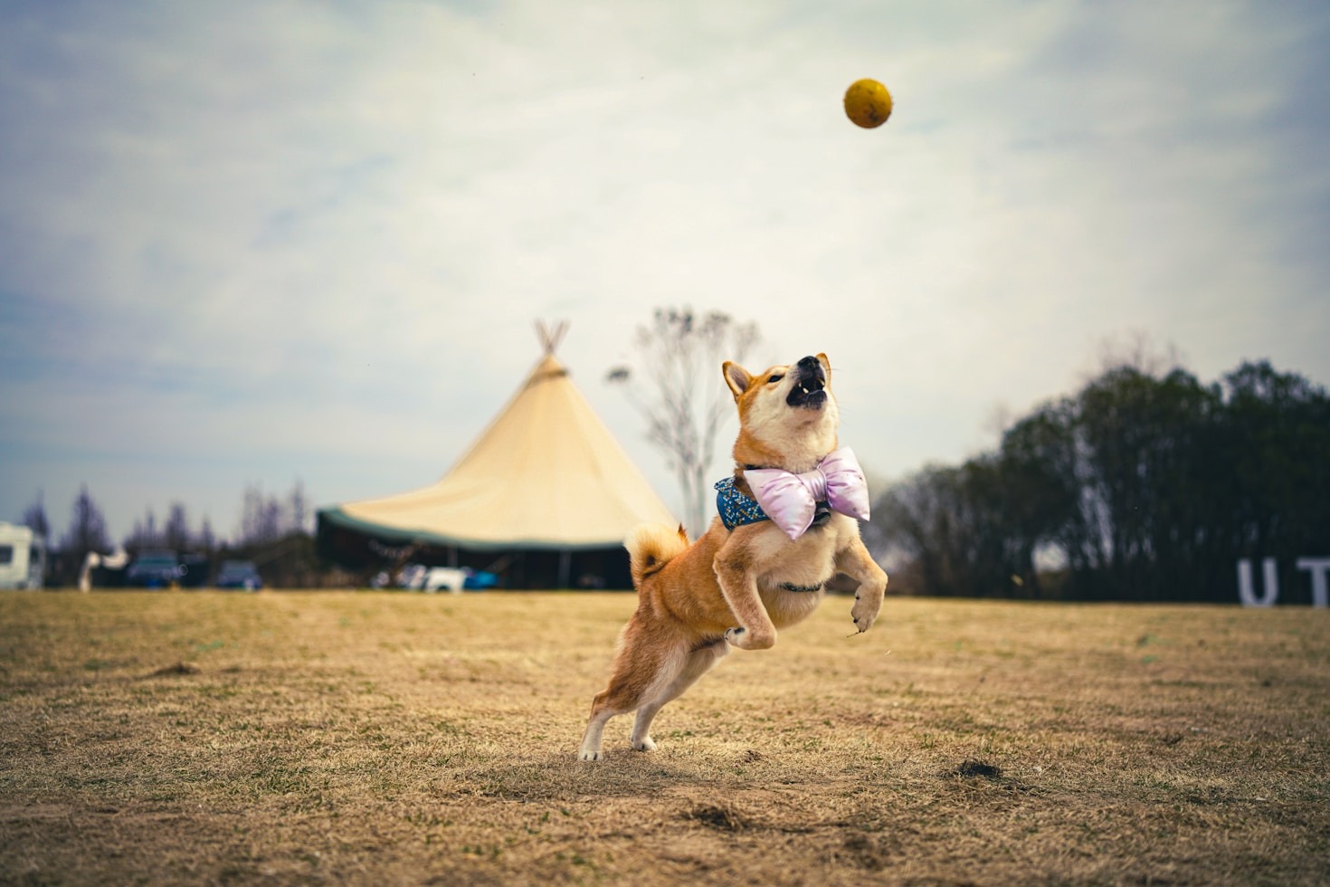 How to Uncover Your Dog’s Hidden Talents