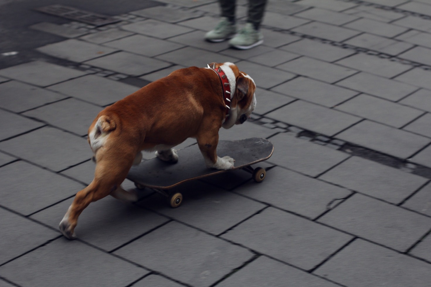 The Art of Showcasing Dog Canine Performances