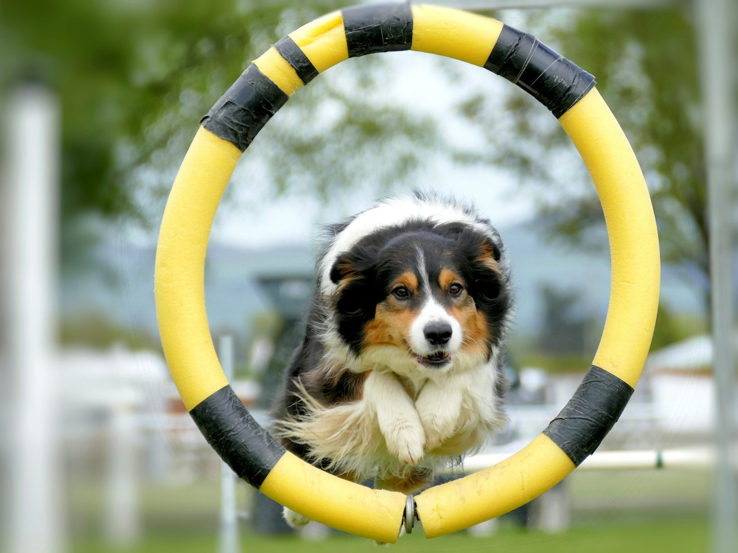 Why Every Dog Deserves a Stage