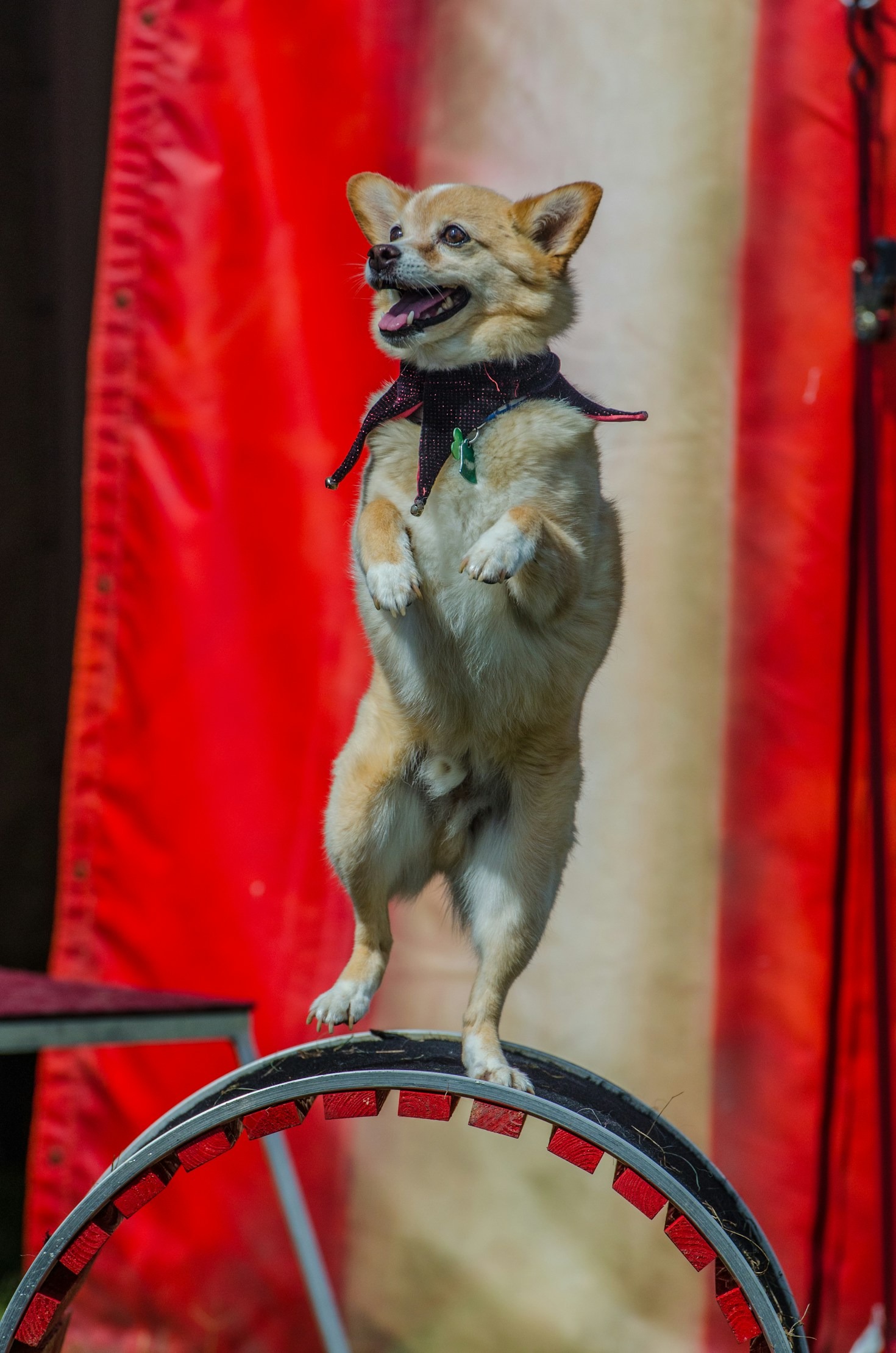 Transforming Ordinary Dogs into Stars with Talent Dogs