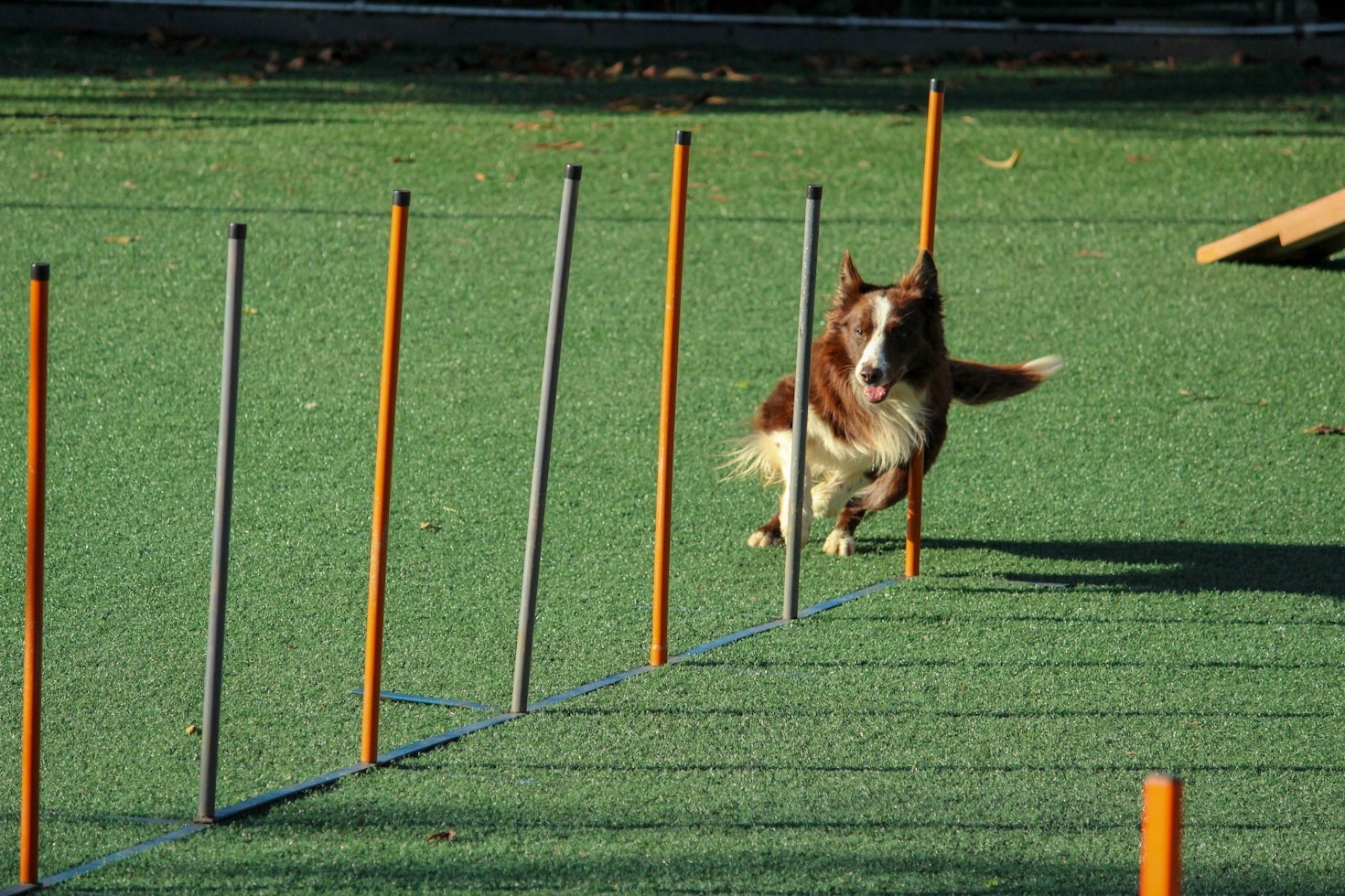 Spotlight on the Best Canine Acts